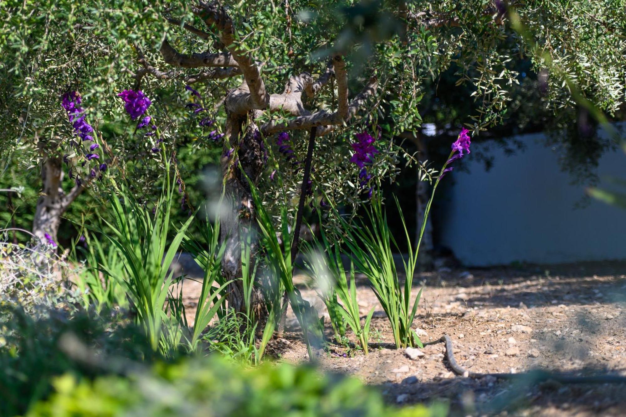 Phillyrea Luxury Villas Κως Πόλη Εξωτερικό φωτογραφία